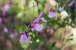 IMG_0990.JPG