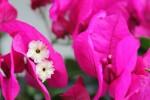 IMG_0966.JPG
