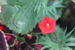 IMG_0965.JPG