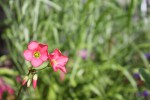IMG_0979.JPG