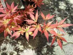 heiwa3.jpg