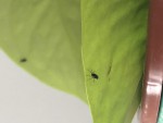 Nuisibles sur pothos