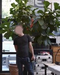 Figuier_001.jpg