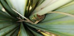 yucca.jpg