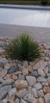 yucca 2.jpg