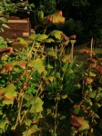 cassis-fleur-2.jpg