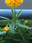 IMG_0315.jpeg