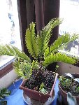 Cycas - 1.JPG