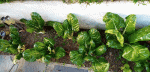 IMG_20200629_210442.gif