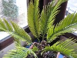 Cycas - 3.JPG
