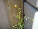 DSC00378.JPG