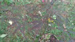 DSC00416.JPG