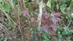 DSC00457.JPG
