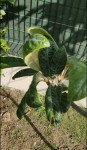 Screenshot_20200702-184333.jpg