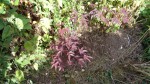 DSC00465.JPG