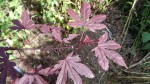 DSC00466.JPG