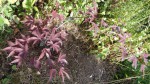 DSC00467.JPG