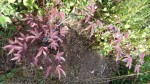 DSC00468.JPG