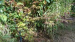 DSC00458.JPG