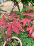 IMG_5453.jpg