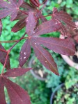 IMG_5454.jpg