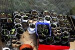 et tous les petits plants