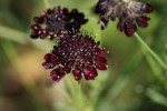 DSC03379.jpg