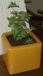 c'est une toute petite plante d'à peine 7 cm pour l'instant...
