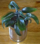 d'aspect, on dirait une plante grasse (mais en est-elle une ??), elle mesure environ 12 cm actuellement...