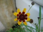 DSC00398 COREOPSIS TINCTORIA.JPG