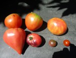 premières tomates.jpg