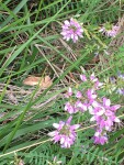 IMG_7794.JPG