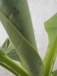 Présence de fourmis