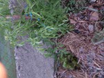 20200705_201902_compress44.jpg