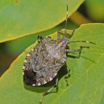 Pentatomidae_-_Halyomorpha_halys-001_copy_633x634.jpeg