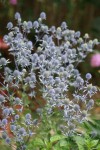 _copie-0_DSC03405.jpg