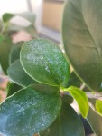 Feuille 'malade'