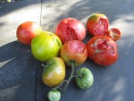 Tomates grignotées.jpg