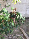IMG_0701.JPG