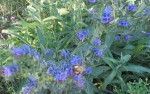 fleurs bleues abeille 30+50.jpg
