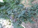 tomate amethyst jewel 1.JPG