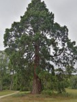 Arbre grand