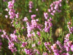 Erica cinerea, la Bruyère cendrée.JPG