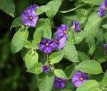 Solanum rantonnetii 2020.JPG