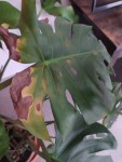 IMG_20200628_164438.jpg