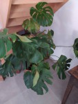 IMG_20200628_164445.jpg