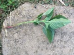 IMG_7855.JPG