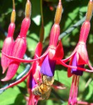 Abeille fuchsia (2).JPG