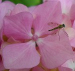 Chrysopilus asiliformis.JPG