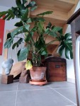 IMG_20200713_094641.jpg